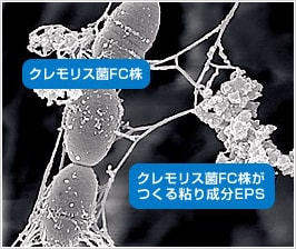 カスピ海ヨーグルト手づくり用種菌 フジッコ ウェルネス倶楽部 公式通販